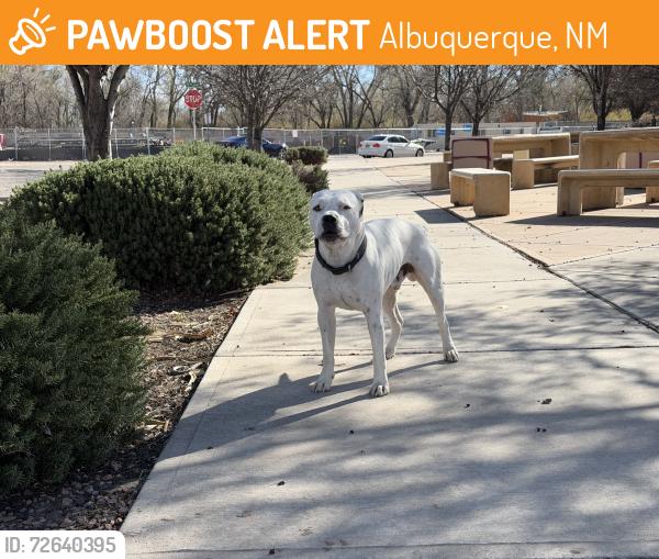 Found/Stray Male Dog last seen Isleta and López Rd, Albuquerque, NM 87105