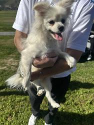 Found/Stray Female Dog last seen Menifee Greens Golf Course , Menifee, CA 92584