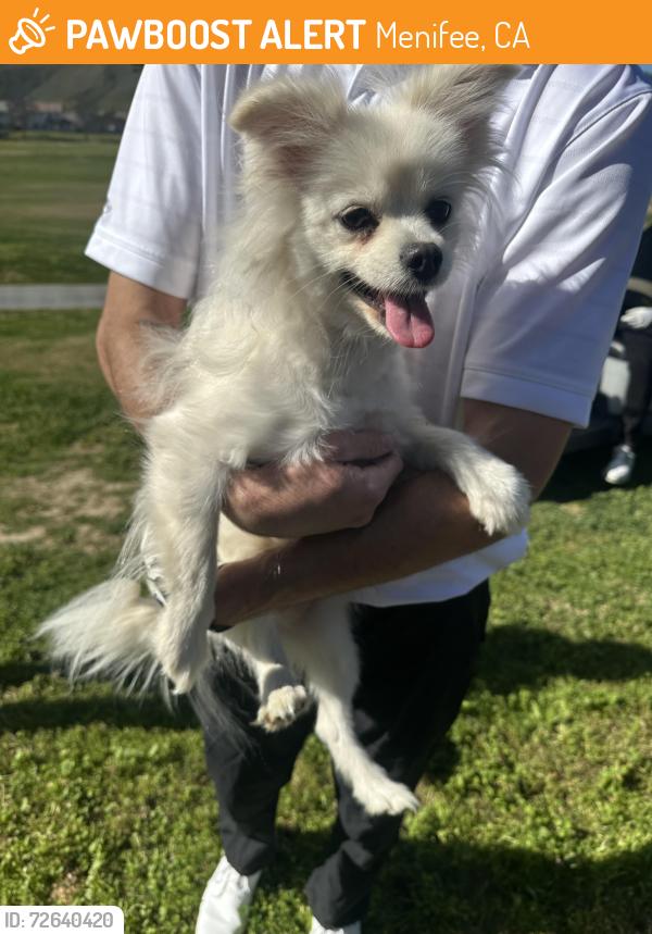 Found/Stray Female Dog last seen Menifee Greens Golf Course , Menifee, CA 92584