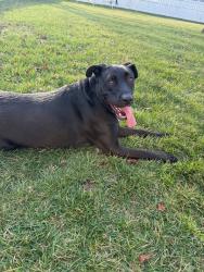 Found/Stray Female Dog last seen Circle K, Shiloh, IL 62269
