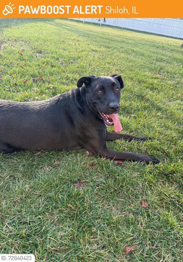 Found/Stray Female Dog last seen Circle K, Shiloh, IL 62269