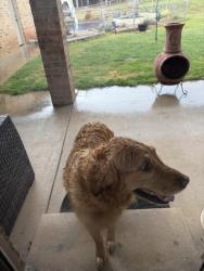 Found/Stray Female Dog last seen Near and E. Lindsey St Norman OK, Norman, OK 73026