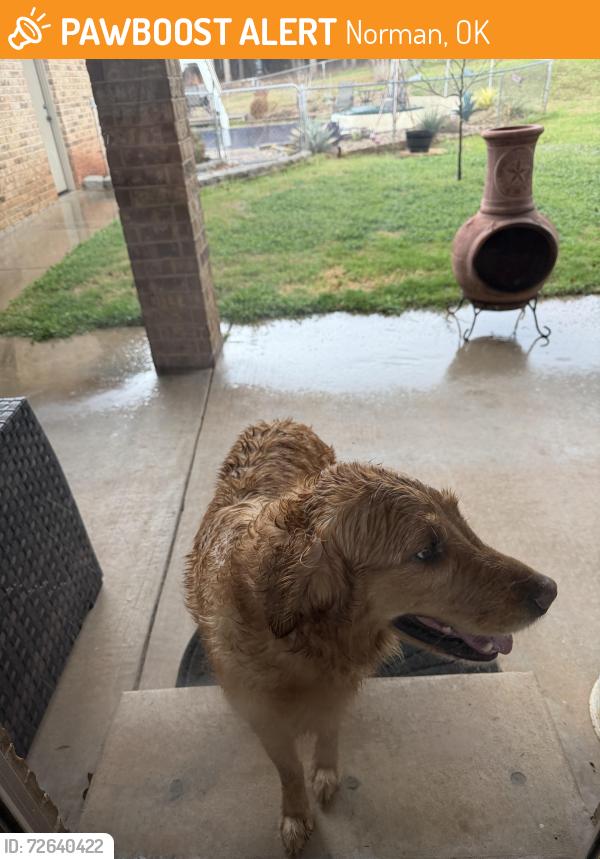 Found/Stray Female Dog last seen Near and E. Lindsey St Norman OK, Norman, OK 73026