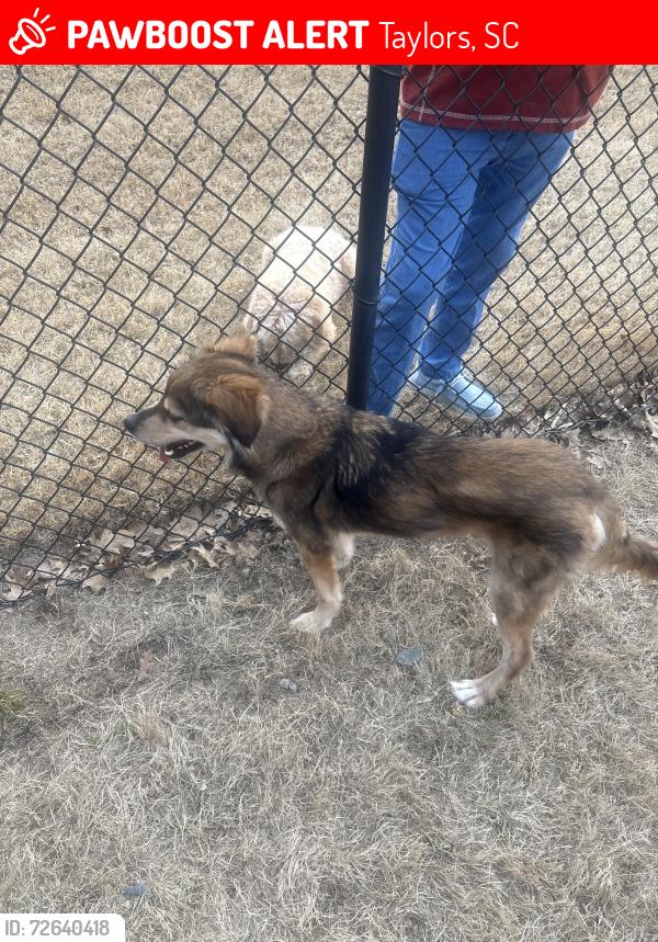 Lost Male Dog last seen Dog park , Taylors, SC 29687