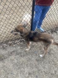 Lost Male Dog last seen Dog park , Taylors, SC 29687