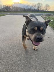 Found/Stray Female Dog last seen Shoal Creek Church Rd, Shelby, NC 28152