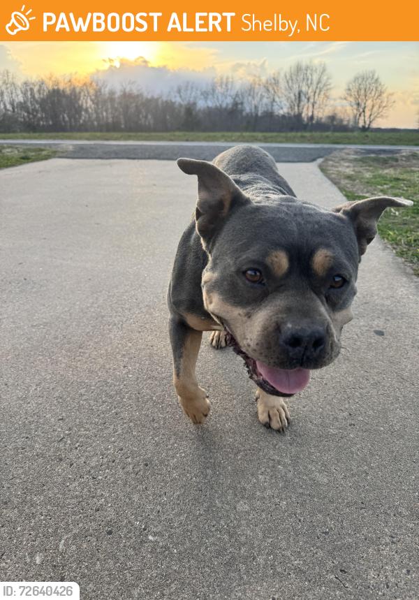 Found/Stray Female Dog last seen Shoal Creek Church Rd, Shelby, NC 28152