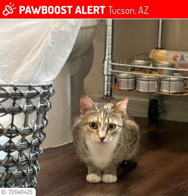 Lost Female Cat last seen E River Rd and N Campbell Ave, Tucson, AZ 85718