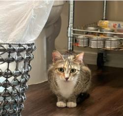 Lost Female Cat last seen E River Rd and N Campbell Ave, Tucson, AZ 85718