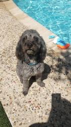 Lost Male Dog last seen Rosetti, San Antonio, TX 78247