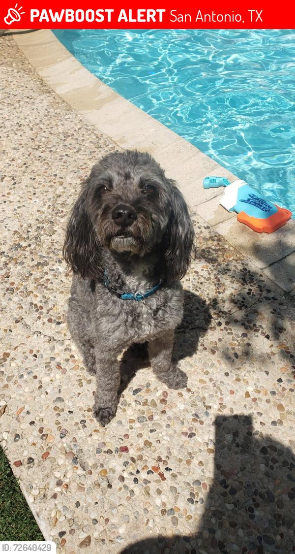 Lost Male Dog last seen Rosetti, San Antonio, TX 78247