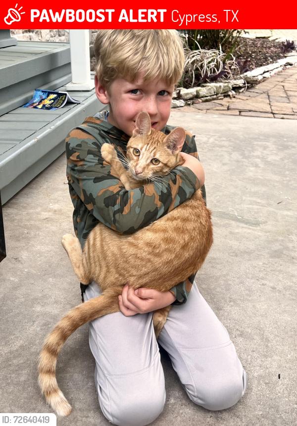 Lost Male Cat last seen Robison Elementary , Cypress, TX 77429