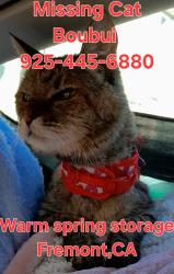 Lost Female Cat last seen warm spring storage , Fremont, CA 94539