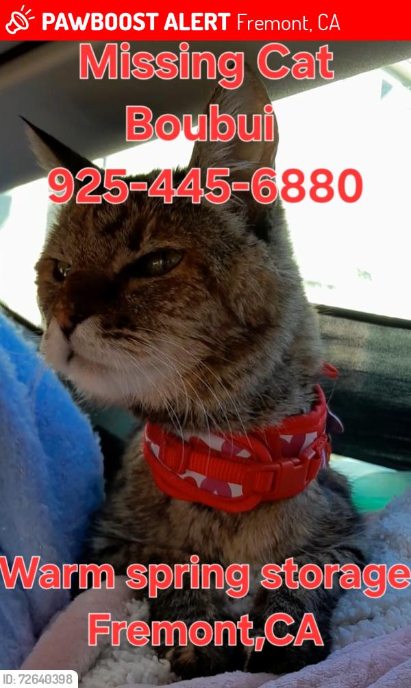 Lost Female Cat last seen warm spring storage , Fremont, CA 94539