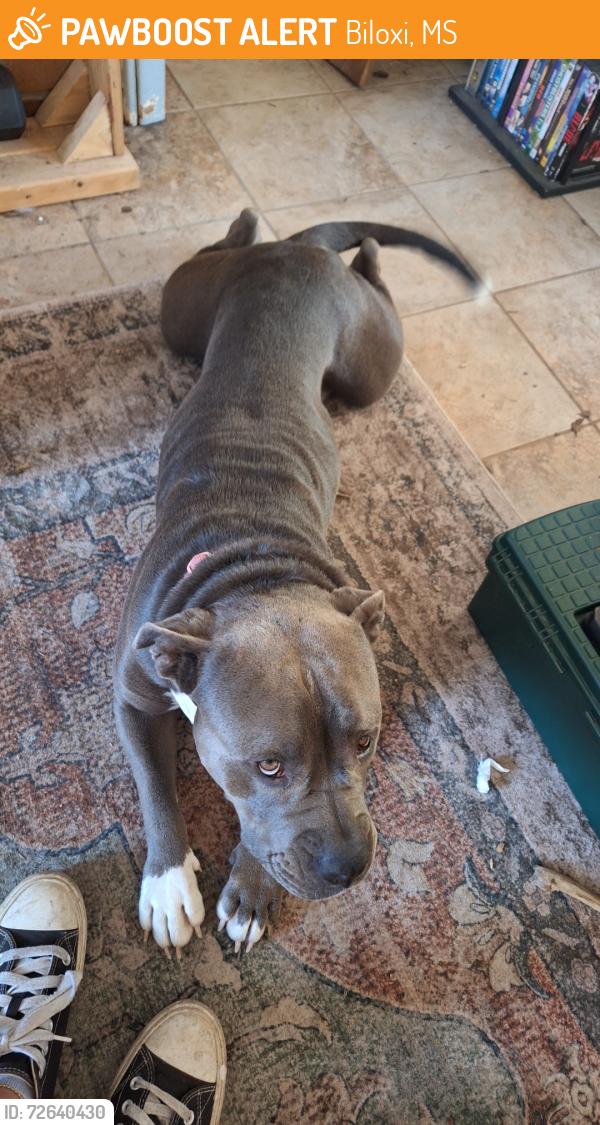 Found/Stray Female Dog last seen Golden nugget, Biloxi, MS 39530