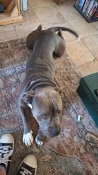 Found/Stray Female Dog last seen Golden nugget, Biloxi, MS 39530