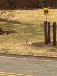 Found/Stray Unknown Dog last seen W Marion St & S Bluff St, Joliet, IL 60436