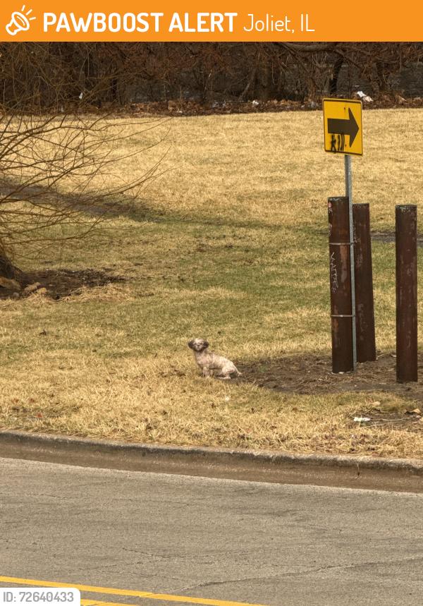 Found/Stray Unknown Dog last seen W Marion St & S Bluff St, Joliet, IL 60436