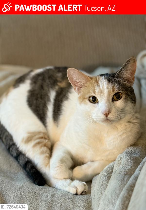 Lost Female Cat last seen Somerpointe apmts, Tucson, AZ 85710