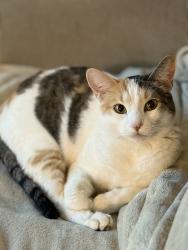 Lost Female Cat last seen Somerpointe apmts, Tucson, AZ 85710