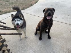 Found/Stray Unknown Dog last seen Mckenney hwy, McKenney, VA 23872