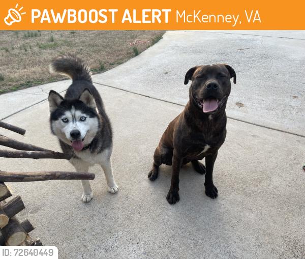 Found/Stray Unknown Dog last seen Mckenney hwy, McKenney, VA 23872