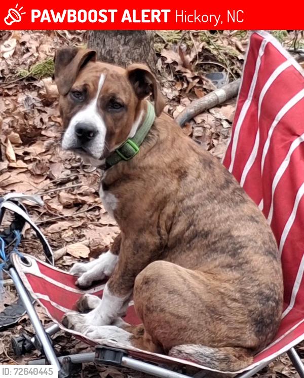 Lost Male Dog last seen Near US-70, Hickory, NC, Hickory, NC 28602