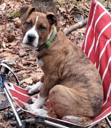 Lost Male Dog last seen Near US-70, Hickory, NC, Hickory, NC 28602