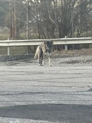 Found/Stray Male Dog last seen Warehouse, Indianapolis, IN 46219