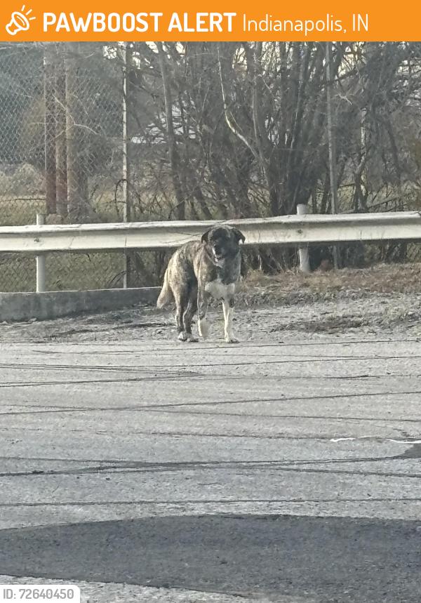 Found/Stray Male Dog last seen Warehouse, Indianapolis, IN 46219