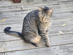 Found/Stray Female Cat last seen York st. So, Gulfport, FL 33707