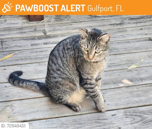 Found/Stray Female Cat last seen York st. So, Gulfport, FL 33707