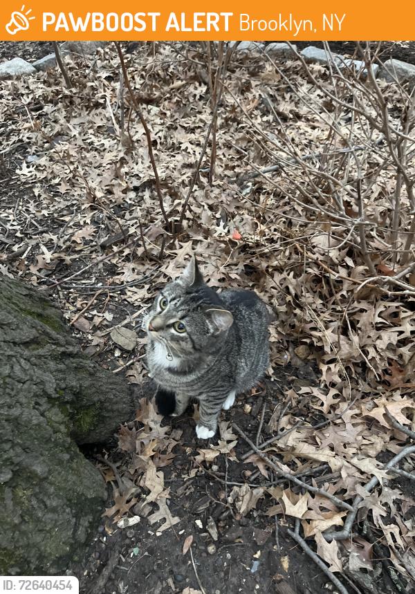 Found/Stray Unknown Cat last seen J.J. Byrne Playground, Brooklyn, NY 11215