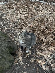 Found/Stray Unknown Cat last seen J.J. Byrne Playground, Brooklyn, NY 11215