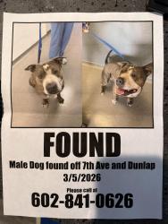 Found/Stray Male Dog last seen 7th Avenue & Dunlap, Phoenix, AZ 85021