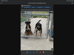 Found/Stray Male Dog last seen Pinnacle Valley Road, Little Rock, AR 72212