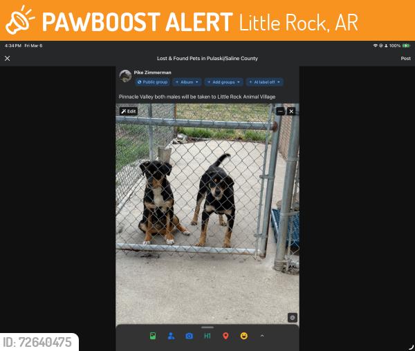 Found/Stray Male Dog last seen Pinnacle Valley Road, Little Rock, AR 72212