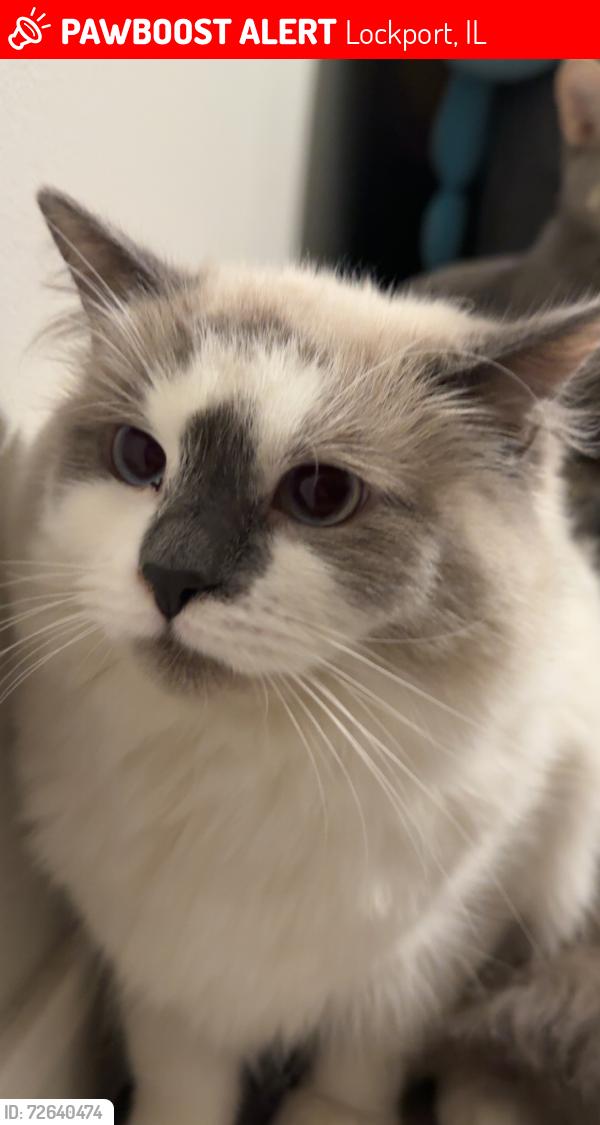 Lost Male Cat last seen Northern Drive , Lockport, IL 60441