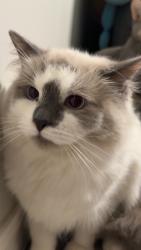Lost Male Cat last seen Northern Drive , Lockport, IL 60441