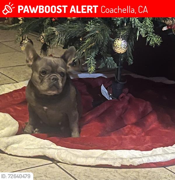 Lost Female Dog last seen Near Nelson ave, Coachella, CA 92236