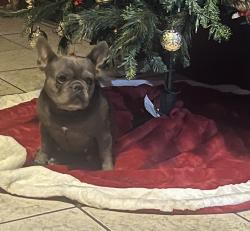 Lost Female Dog last seen Near Nelson ave, Coachella, CA 92236