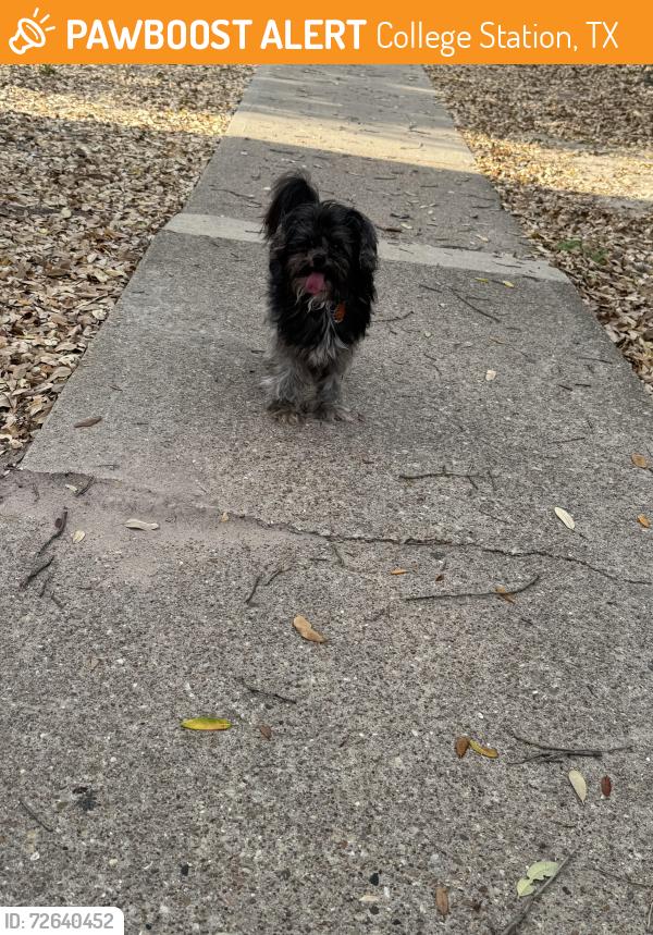 Found/Stray Unknown Dog last seen Dartmouth, Huntington apmts, College Station, TX 77840