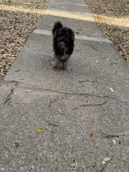 Found/Stray Unknown Dog last seen Dartmouth, Huntington apmts, College Station, TX 77840