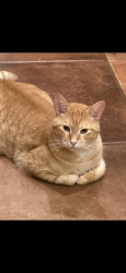 Lost Male Cat last seen Bethel Church Road, Cornelius, NC 28031