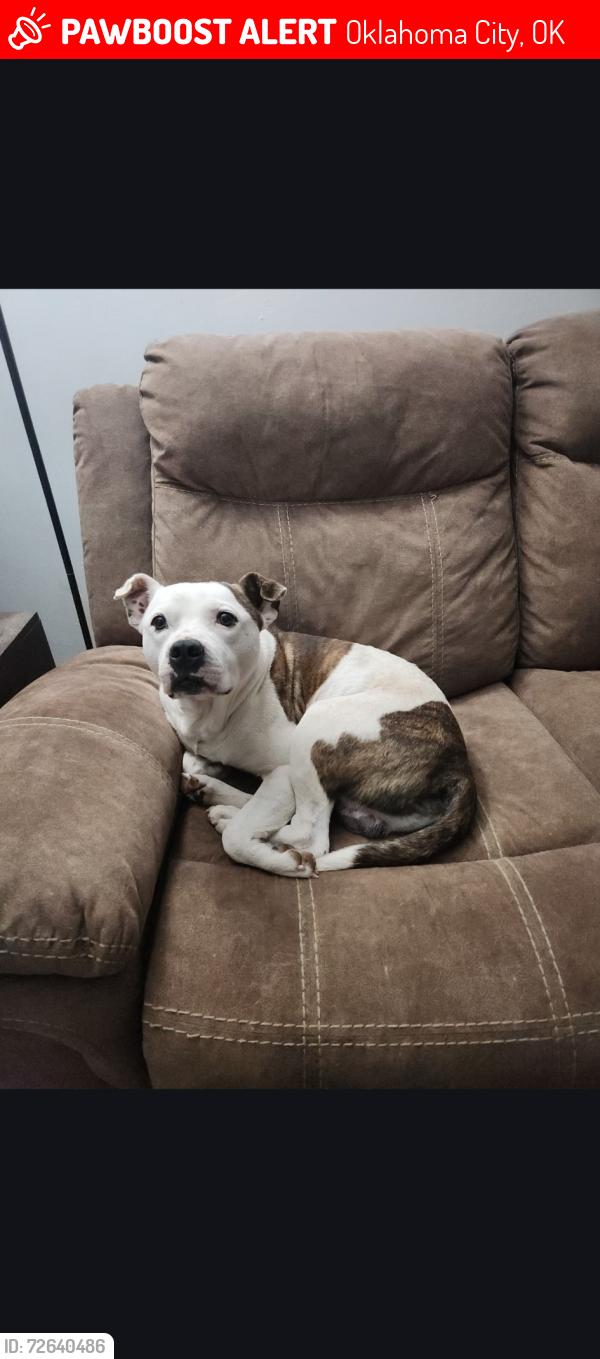 Lost Male Dog last seen 44th may, Oklahoma City, OK 73119