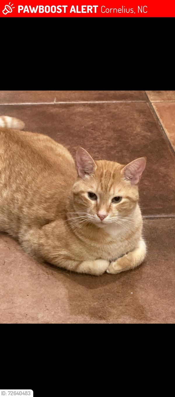 Lost Male Cat last seen Bethel Church Road, Cornelius, NC 28031