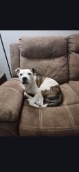 Lost Male Dog last seen 44th may, Oklahoma City, OK 73119