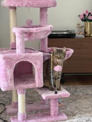 Lost Female Cat last seen Cherry hill and Merriman by the golf course, Westland, MI 48186