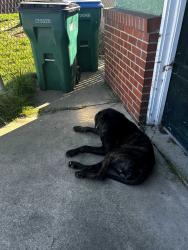 Found/Stray Male Dog last seen Flora st, Stockton, CA 95205