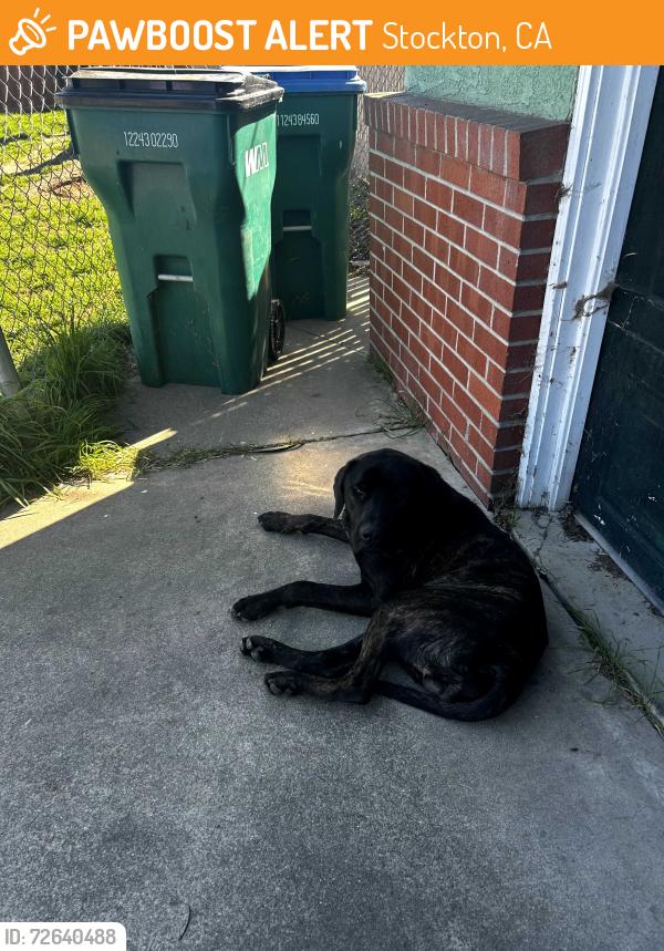 Found/Stray Male Dog last seen Flora st, Stockton, CA 95205